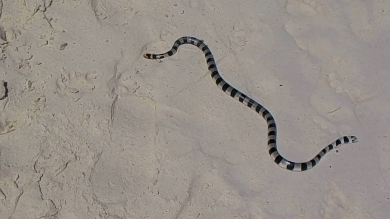 Tricot rayé snake